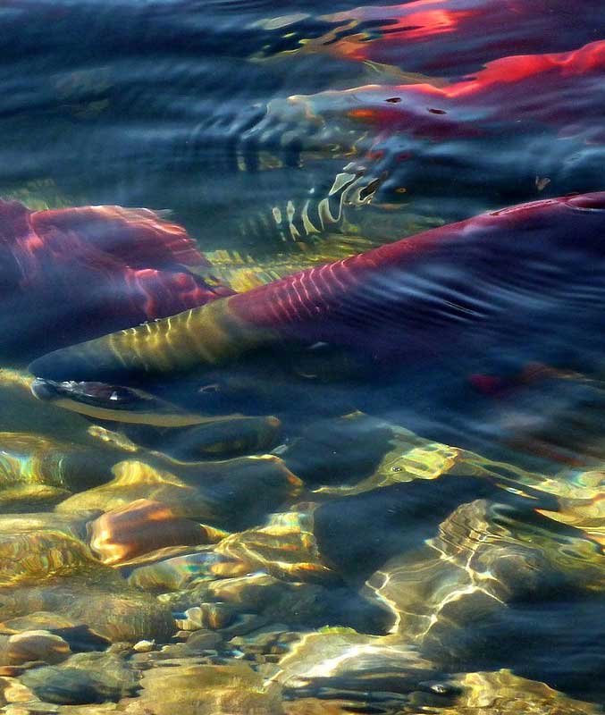 sockeye-salmon-spawning sockeye-salmon-spawning